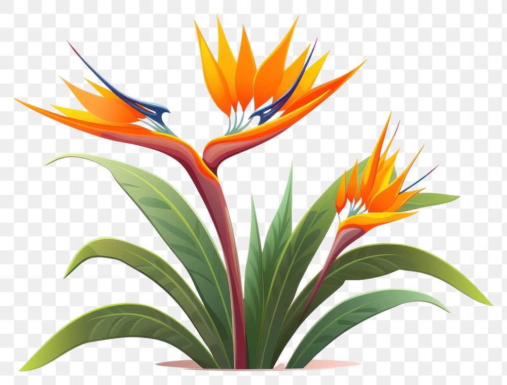 PNG Plant flower bird transparent background. 