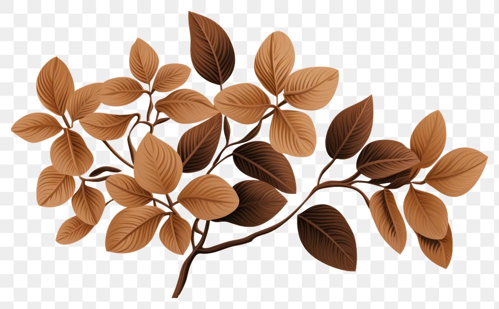 PNG Pattern plant brown leaf. 