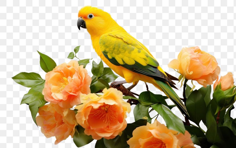 PNG Parrot flower animal yellow. 