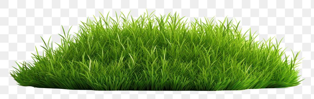 PNG Lawn grass plant white background. AI generated Image by rawpixel.