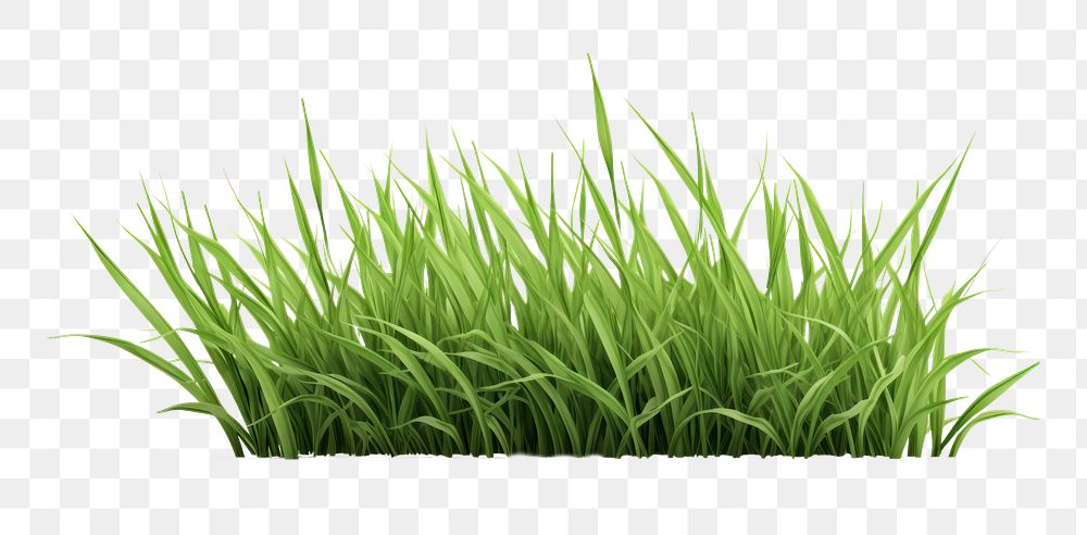 PNG  Grass plant green lawn. AI generated Image by rawpixel.