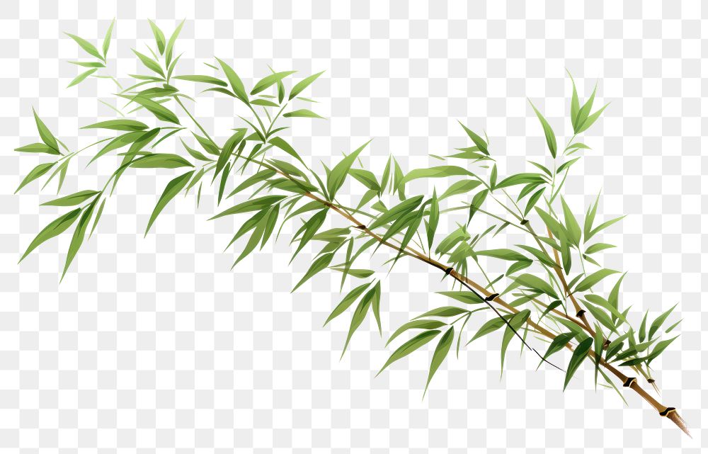PNG Bamboo plant leaf tree. 