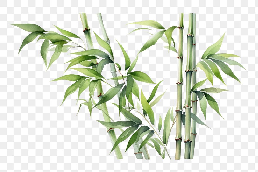 PNG Bamboo plant transparent background freshness. AI generated Image by rawpixel.