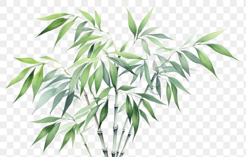 PNG Bamboo plant transparent background freshness. 