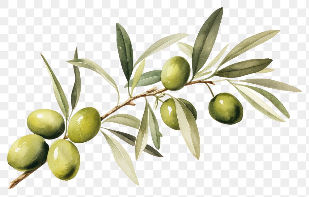 PNG Plant olive leaf food. AI generated Image by rawpixel.