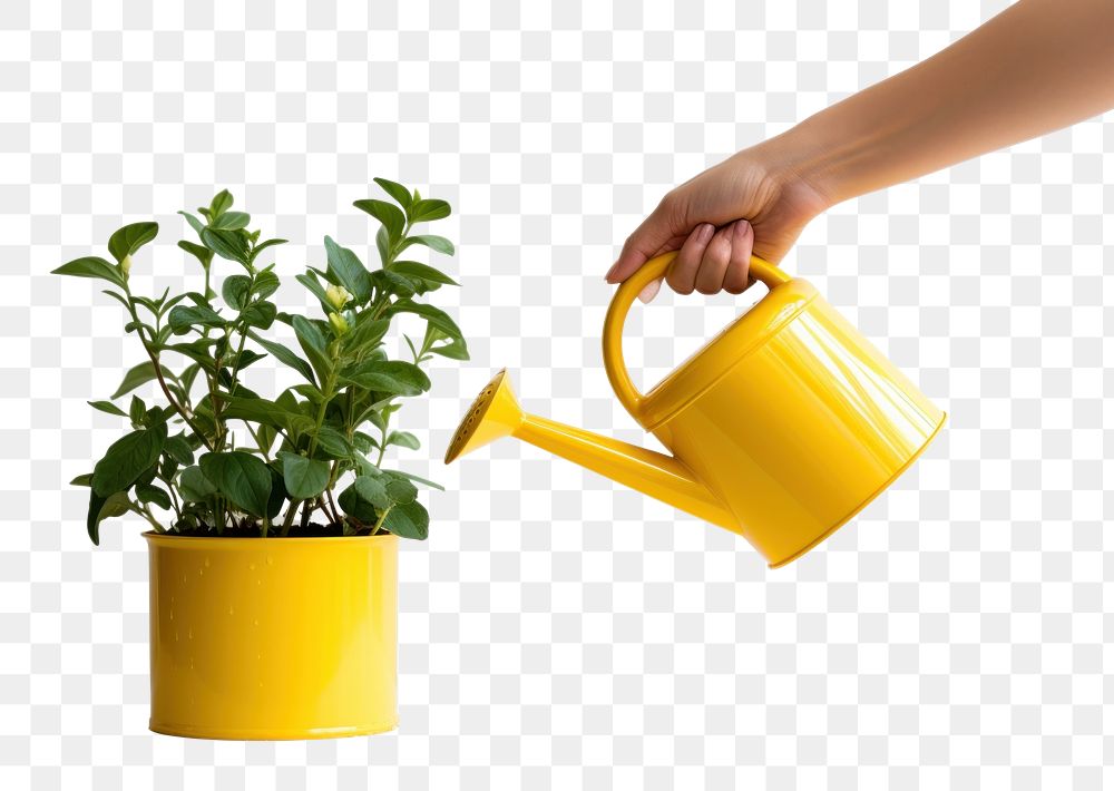 PNG Plant yellow hand houseplant. AI generated Image by rawpixel.