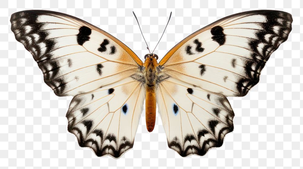 PNG Beautiful butterfly animal insect