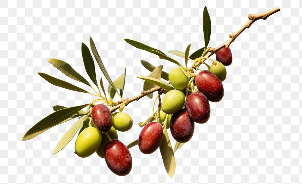PNG Plant olive fruit tree. AI generated Image by rawpixel.