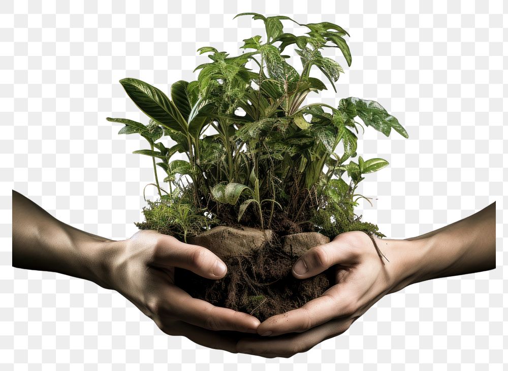 PNG Plant hand planting leaf transparent background