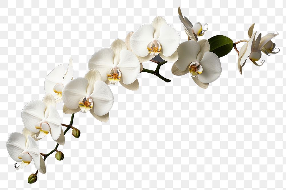 PNG Orchid nature flower plant. AI generated Image by rawpixel.