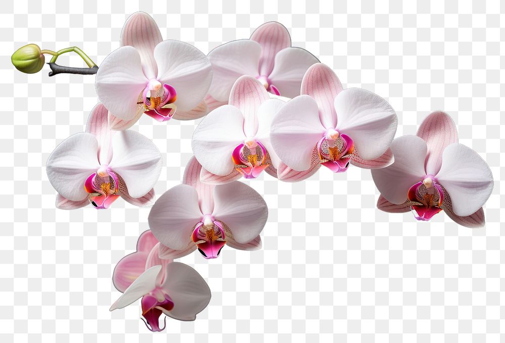 PNG Orchid nature flower plant. 