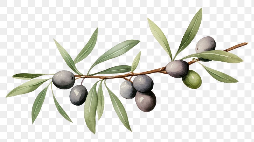 PNG Branch olive plant food. 