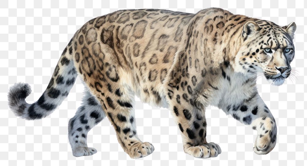 PNG Leopard wildlife animal mammal transparent background