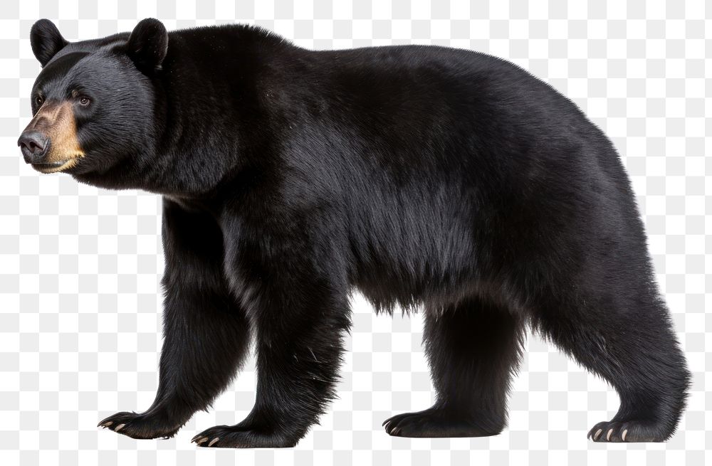PNG Wildlife mammal animal bear