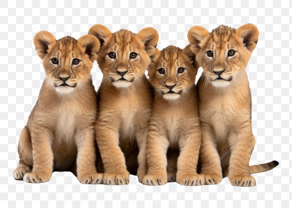 PNG Wildlife mammal animal togetherness.