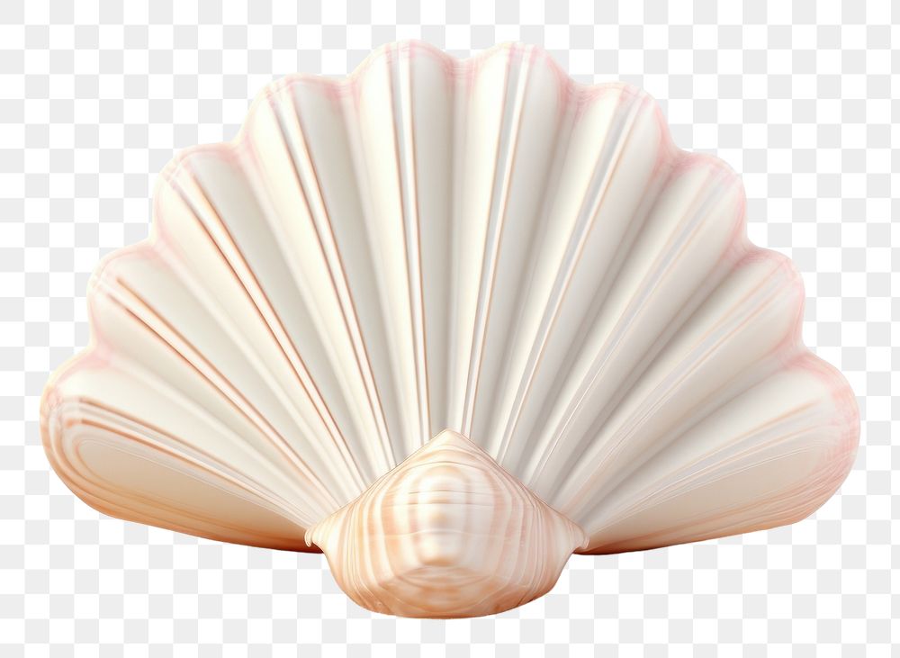 PNG Seashell beach invertebrate medication. 