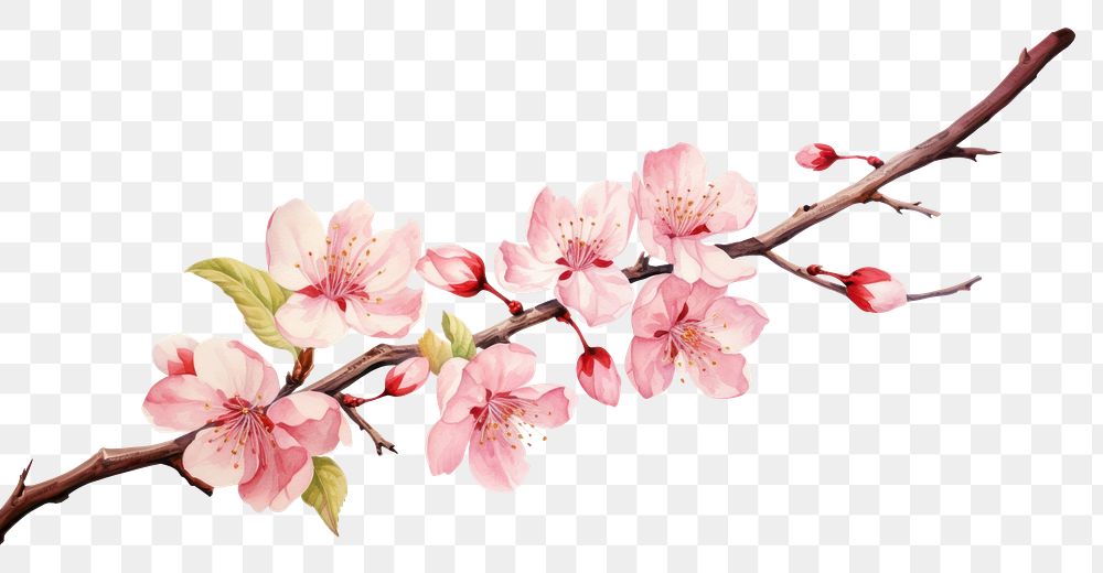 PNG Blossom flower cherry plant. AI generated Image by rawpixel.