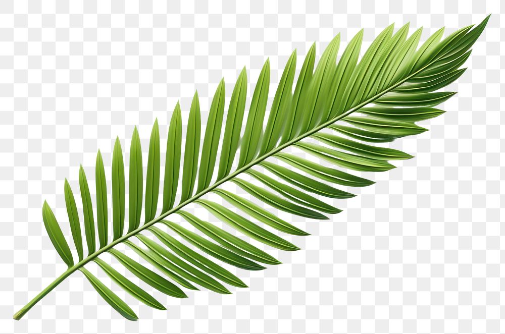 PNG Plant leaf fern tree. AI generated Image by rawpixel.