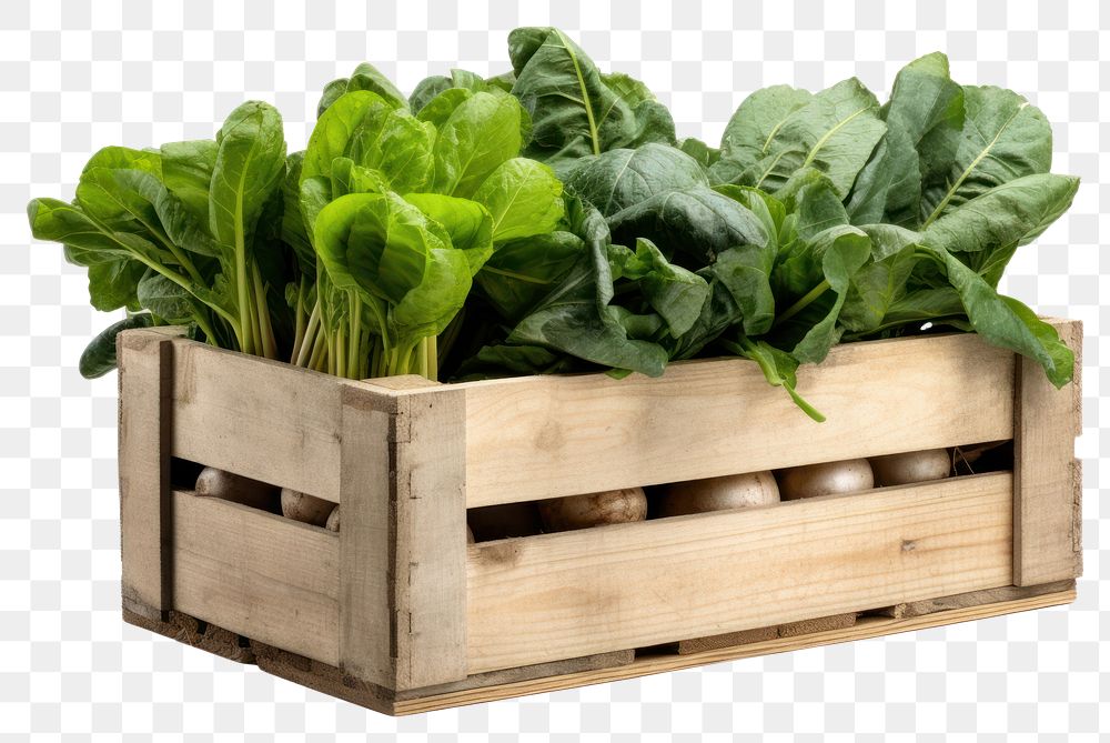 PNG Vegetable crate spinach plant. AI generated Image by rawpixel.