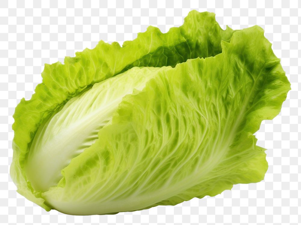 PNG Lettuce vegetable plant food. 