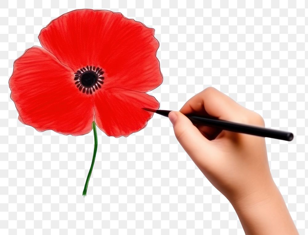PNG Poppy flower plant paper. AI generated Image by rawpixel.