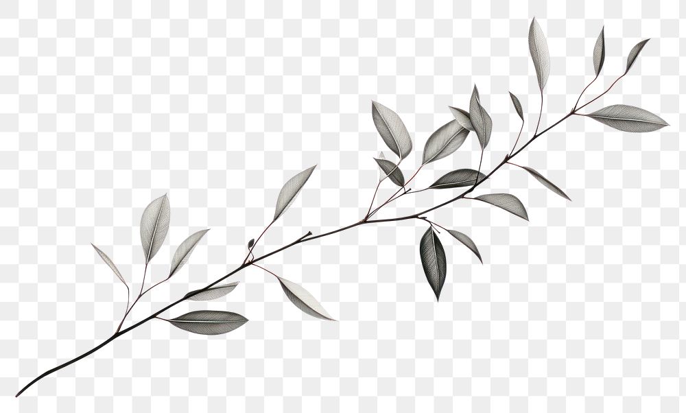 PNG Drawing branch sketch plant. AI generated Image by rawpixel.
