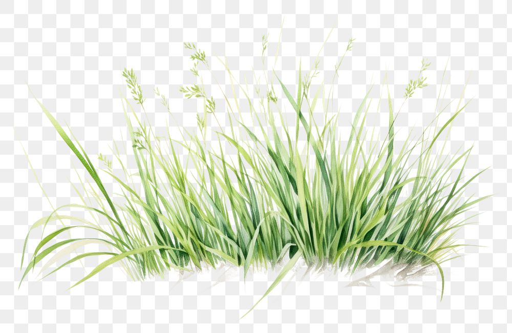 PNG Plant flower grass lawn. 