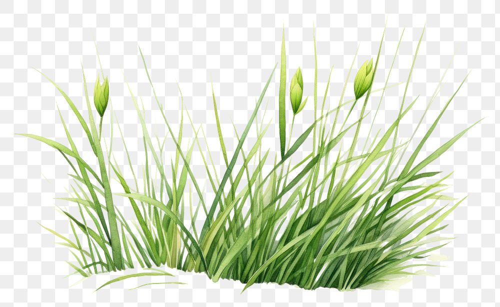 PNG Plant grass wheatgrass hierochloe. 
