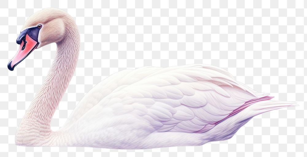 PNG Swan swimming animal transparent background