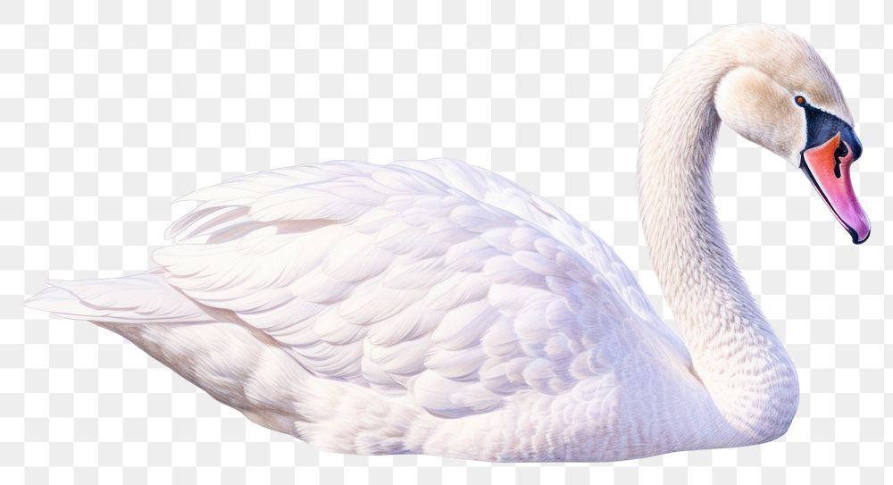 PNG Swan swimming outdoors animal transparent background