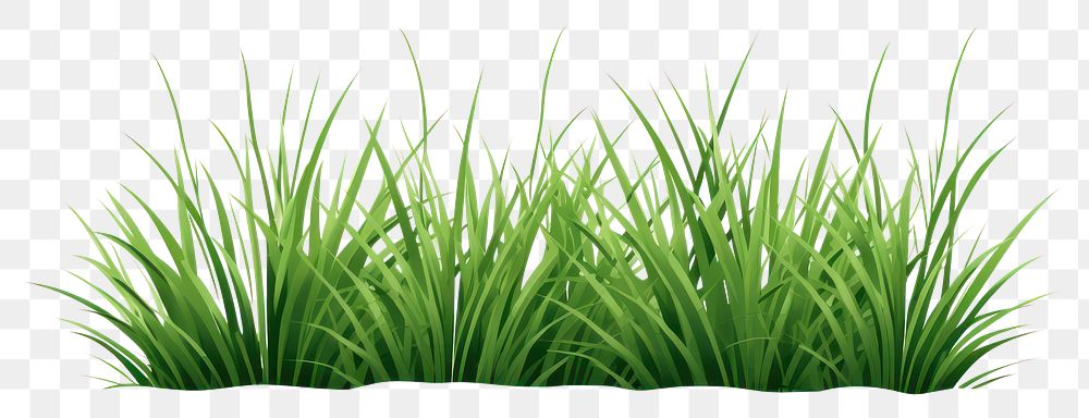 PNG Grass plant green lawn. 