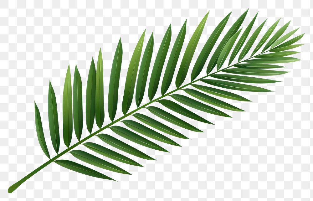 PNG Plant leaf tree transparent background. 