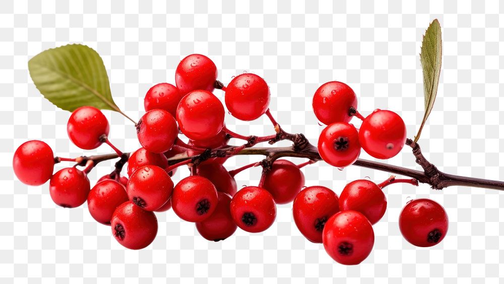 PNG Winterberry cherry plant fruit. 