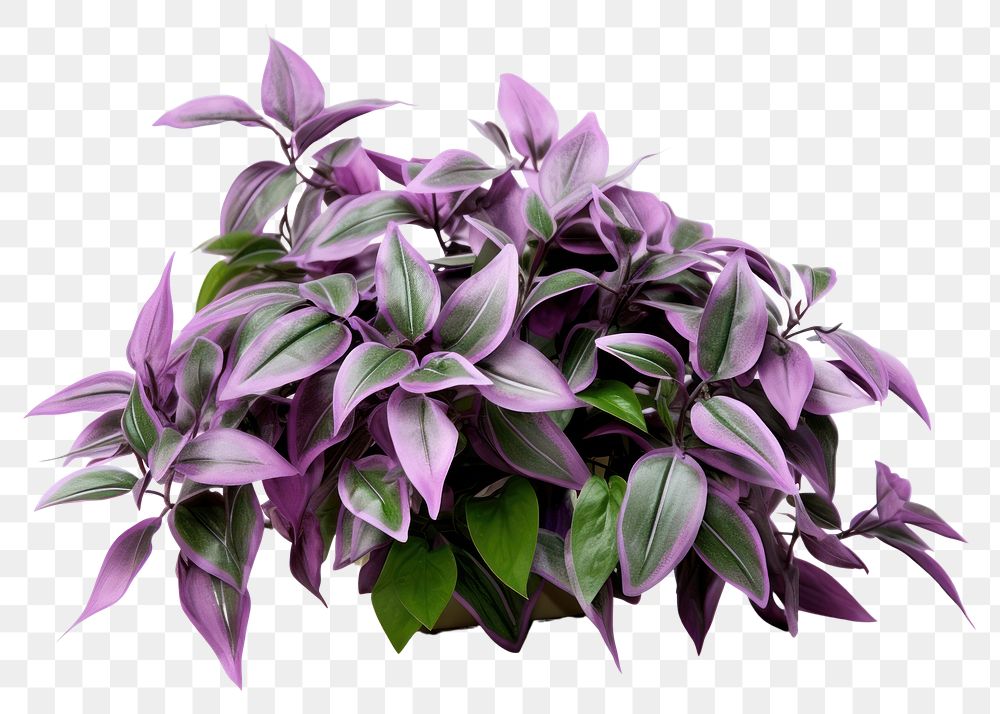 PNG Plant herbs leaf inflorescence. AI generated Image by rawpixel.