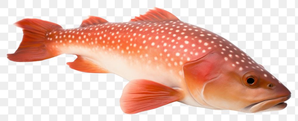 PNG Coral Trout trout animal fish. AI generated Image by rawpixel.