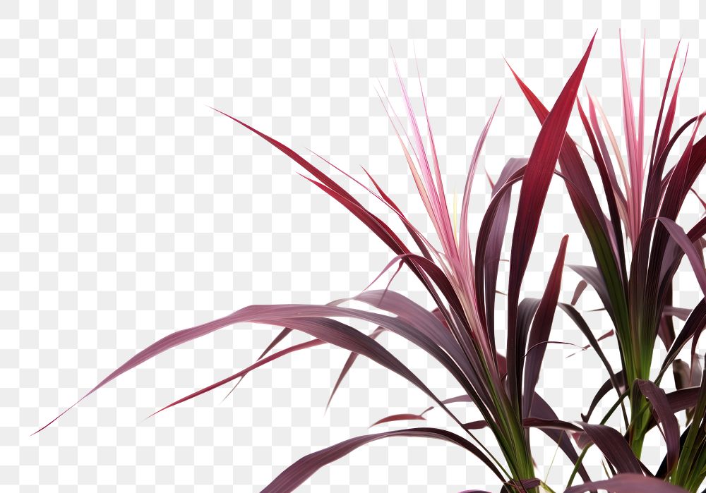 PNG Plant freshness outdoors blossom. AI generated Image by rawpixel.