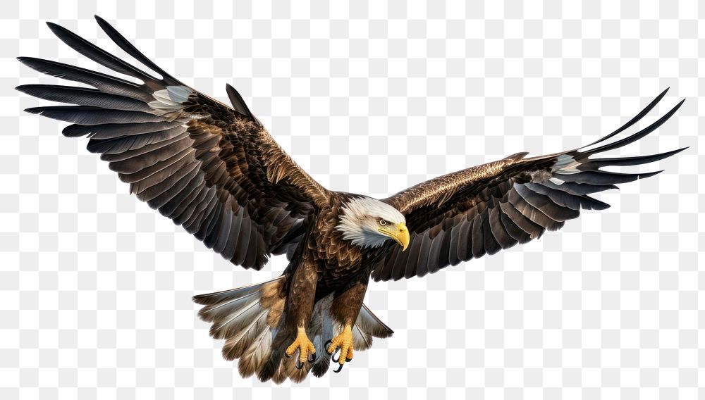 PNG Eagle animal flying bird. AI generated Image by rawpixel.