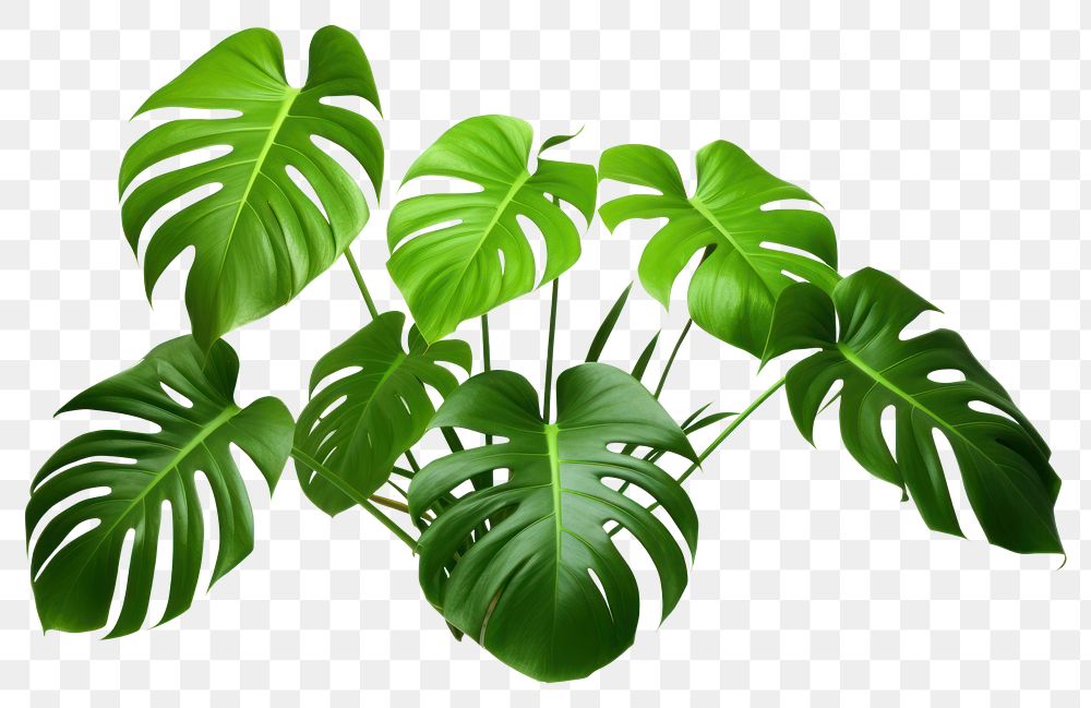 PNG Plant green leaf freshness. AI generated Image by rawpixel.
