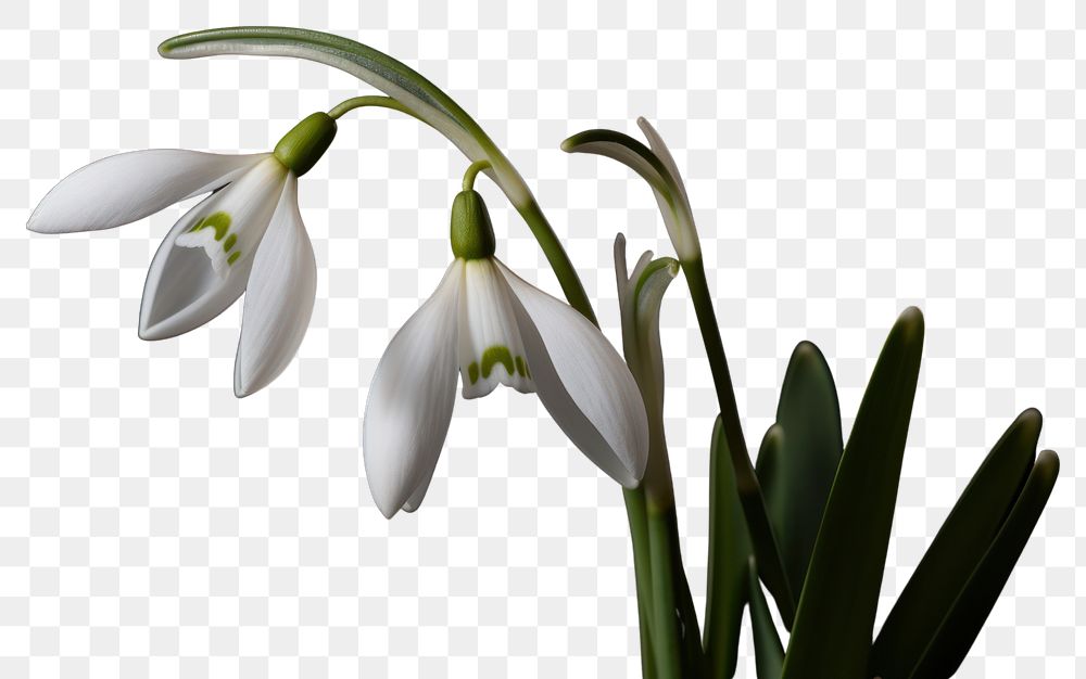 PNG Flower snowdrop blossom plant. AI generated Image by rawpixel.