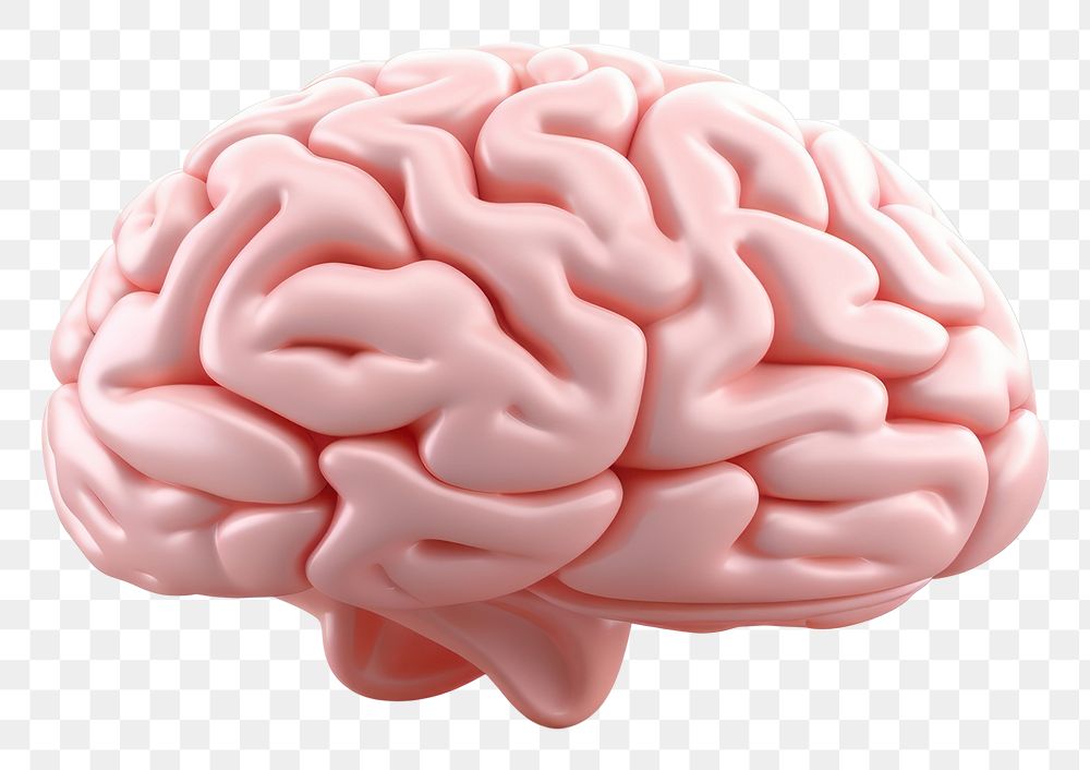 PNG Brain white background freshness medical. AI generated Image by rawpixel.