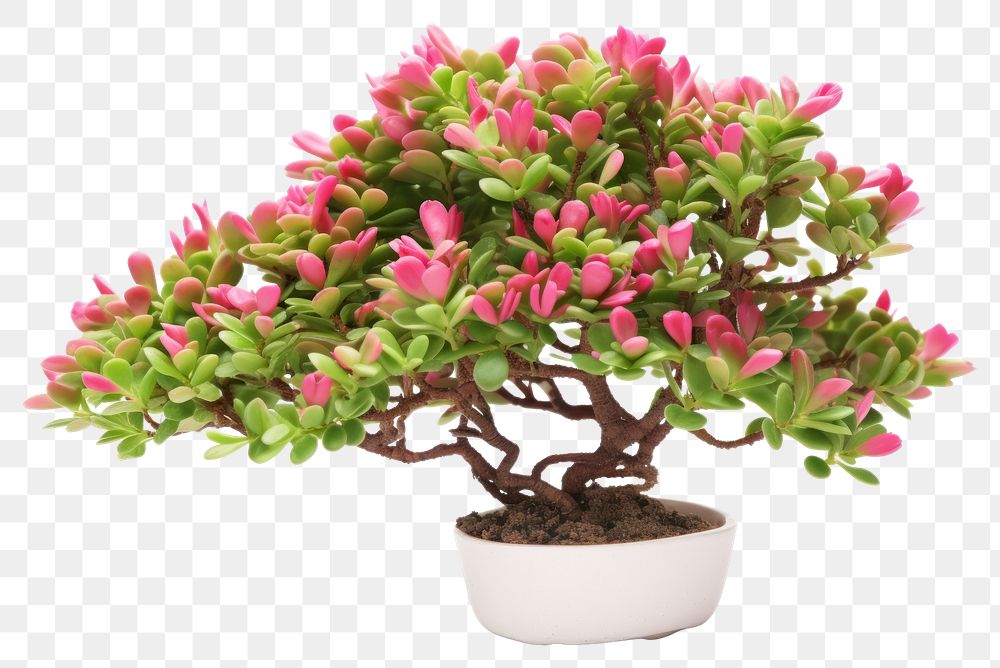PNG Blossom bonsai plant rhododendron. AI generated Image by rawpixel.