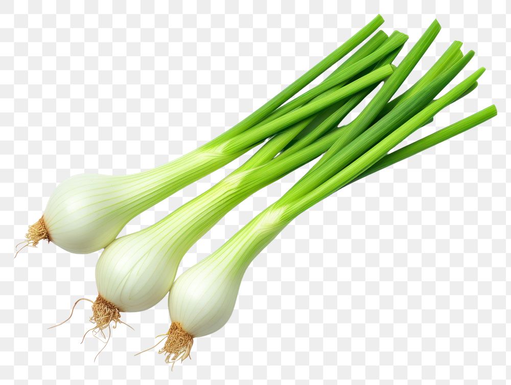 PNG Vegetable onion plant green. 