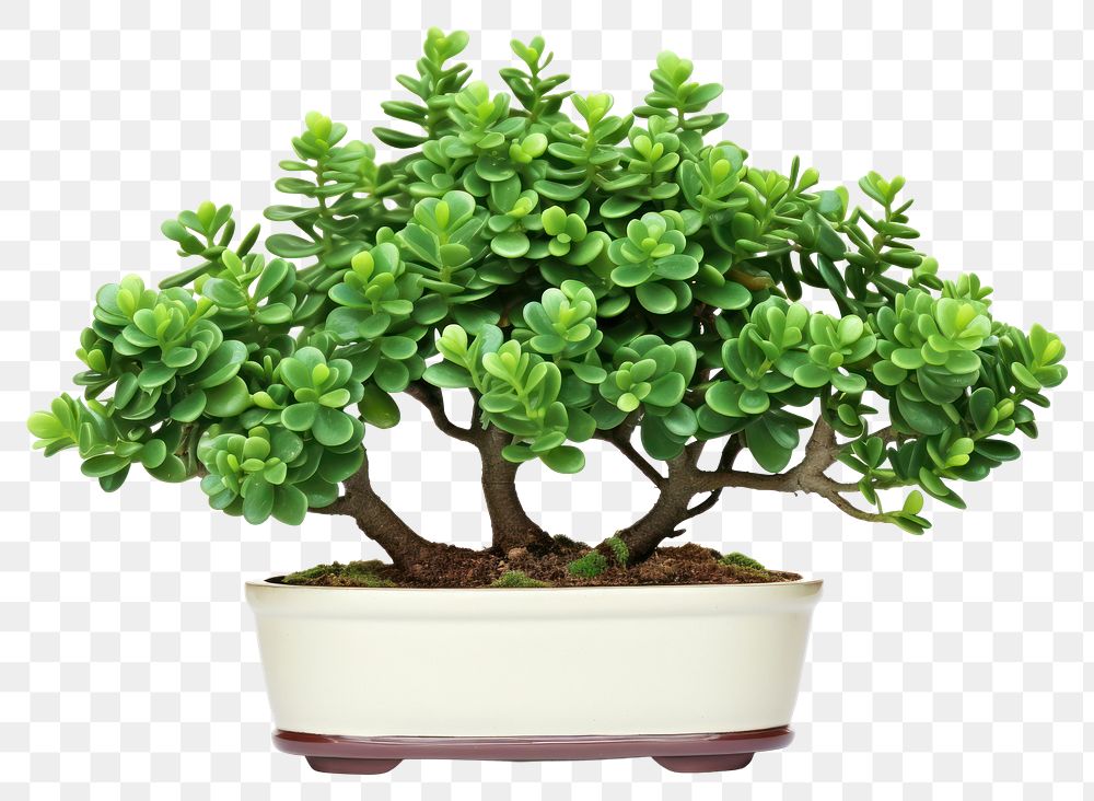 PNG Bonsai plant leaf tree. AI generated Image by rawpixel.