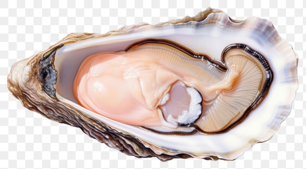 PNG Oyster seafood invertebrate freshness shellfish. AI generated Image by rawpixel.