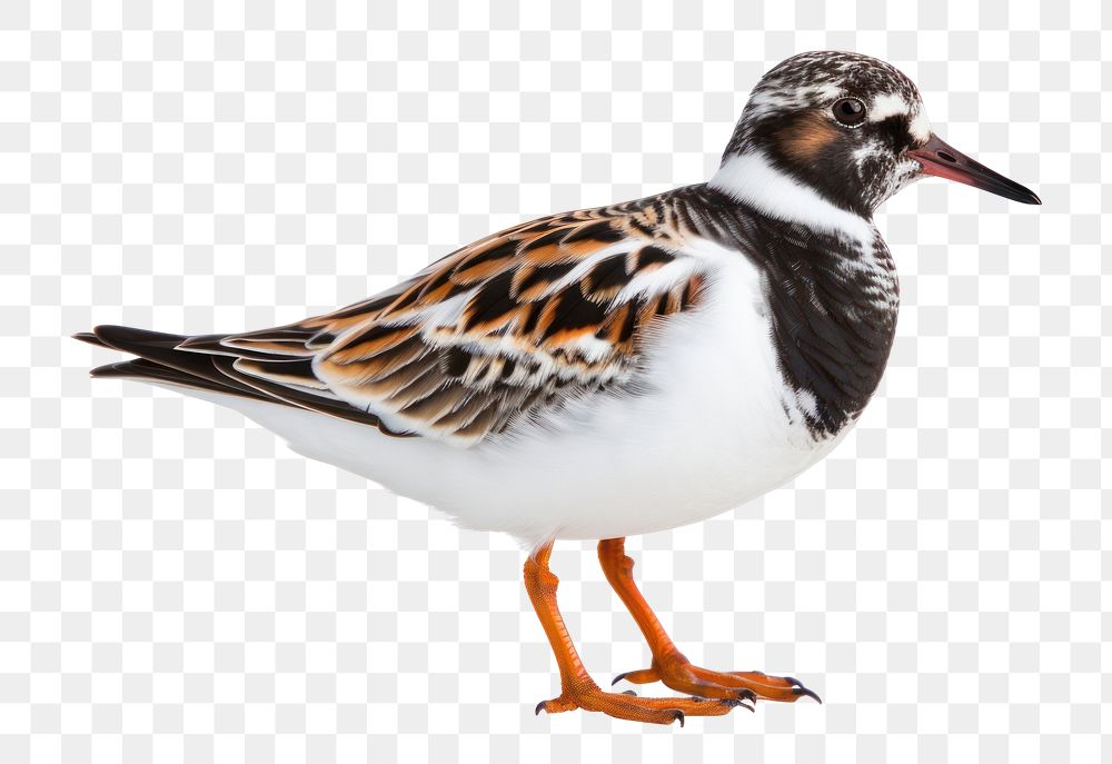 PNG Animal bird beak sandpiper. AI generated Image by rawpixel.