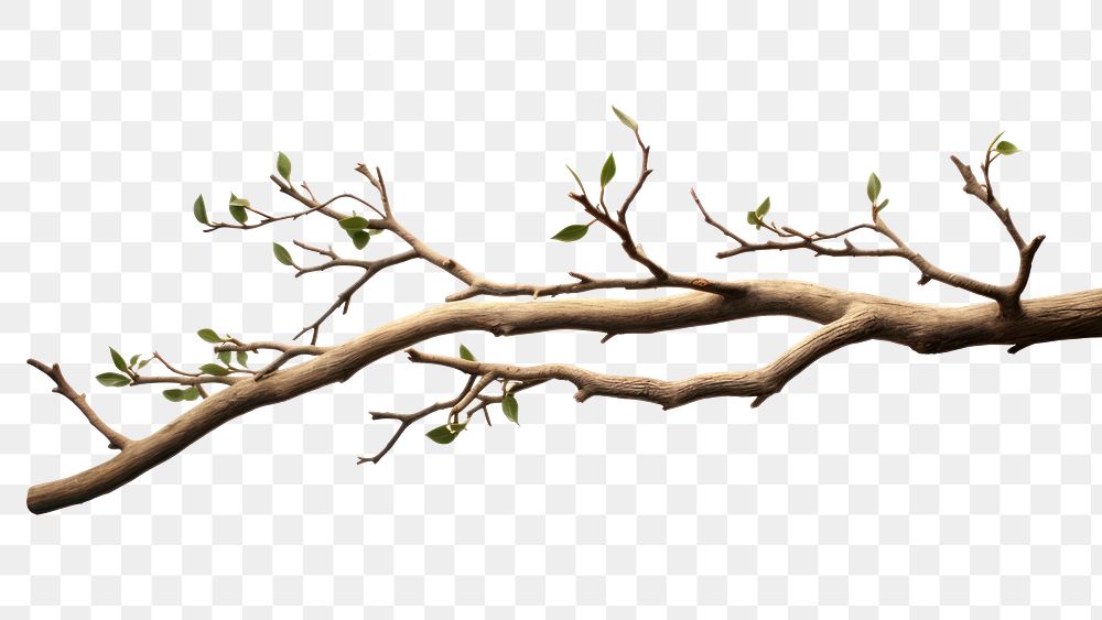 PNG Tree branch plant transparent background. AI generated Image by rawpixel.