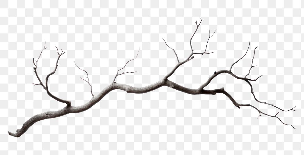 PNG Tree drawing branch sketch. | Premium PNG - rawpixel