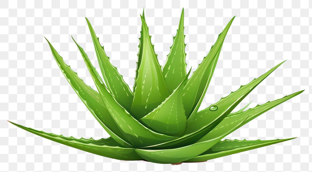 PNG Aloe plant xanthorrhoeaceae white background. AI generated Image by rawpixel.