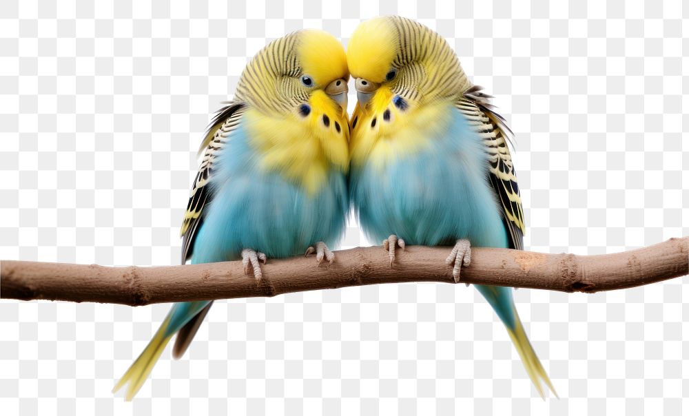 PNG Budgerigar animal parrot bird. AI generated Image by rawpixel.