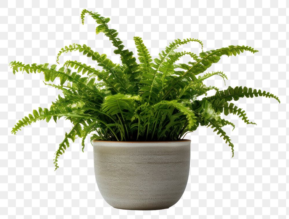 PNG Plant fern leaf houseplant. AI generated Image by rawpixel.